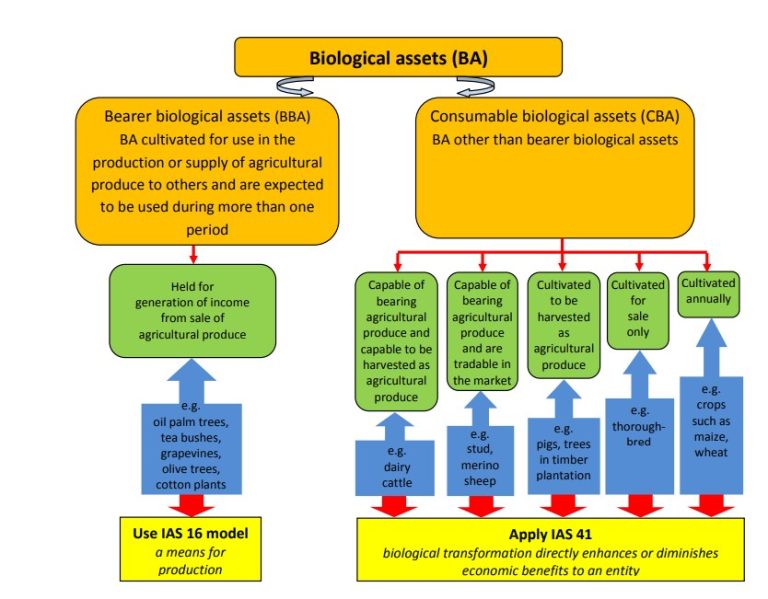 Accounting for Biological Assets – A Practical Look at Livestock