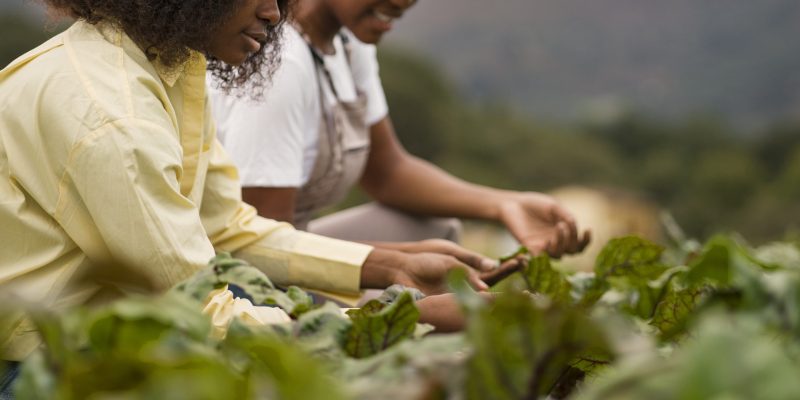 Advanced Agribusiness Training Program