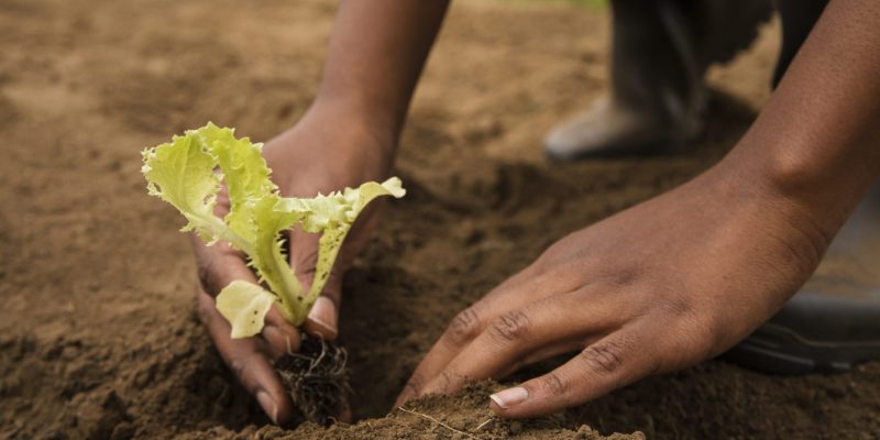 Resilient Livelihood Training